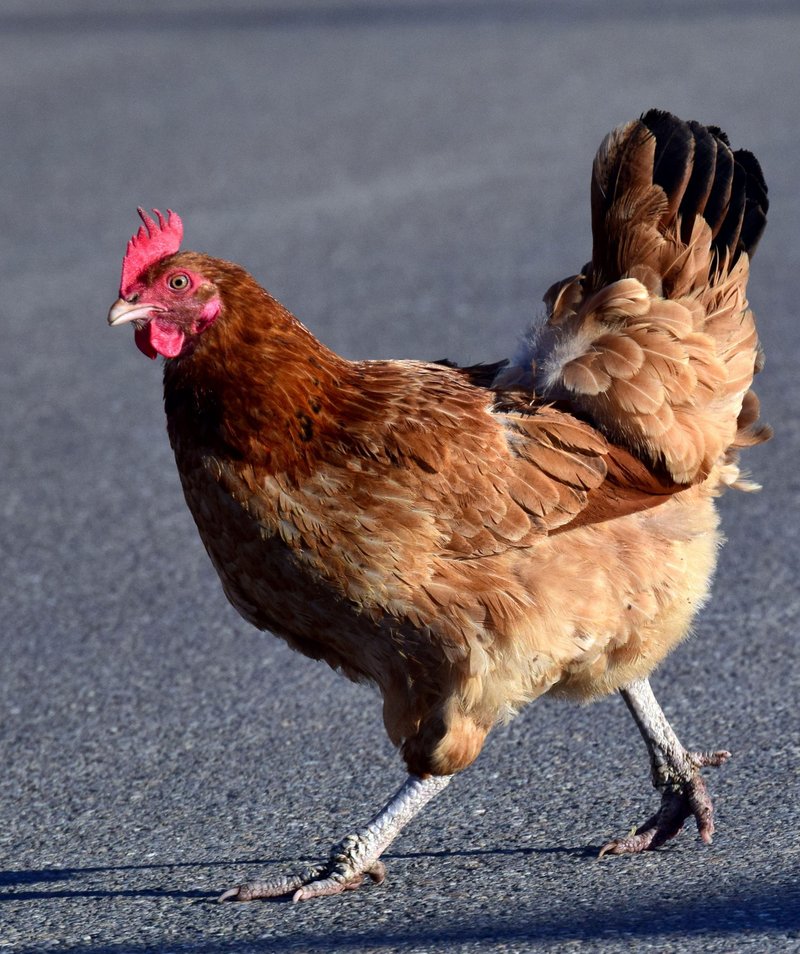 Descubre el secreto detrás del famoso Chicken Road Casino en España in Spain